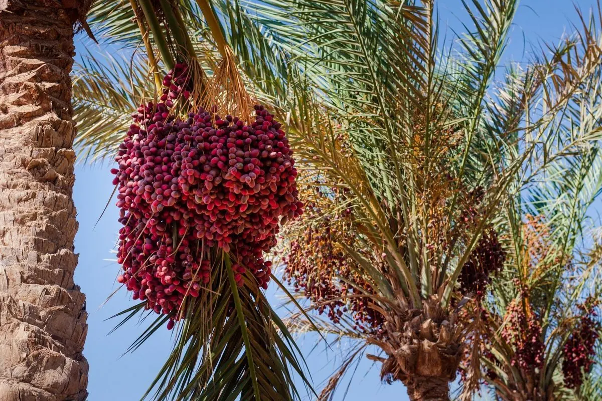 تصدير التمور المصري 2026: خريطة الفرص والمعايير والمتطلبات