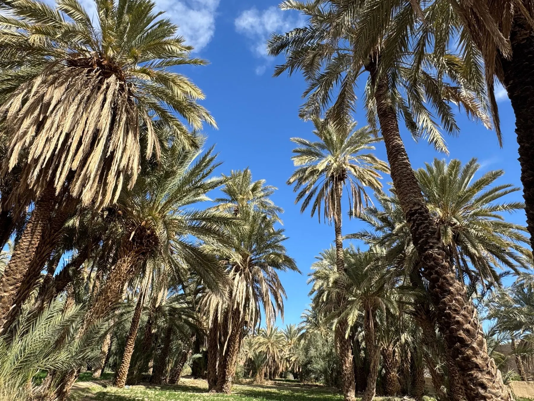 زاد للتمور — حاجة تشرفك للعزومة والإكرام